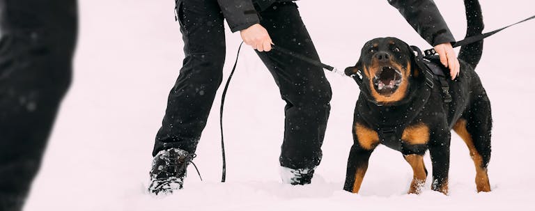 How to Train a Rottweiler to Bark at Strangers